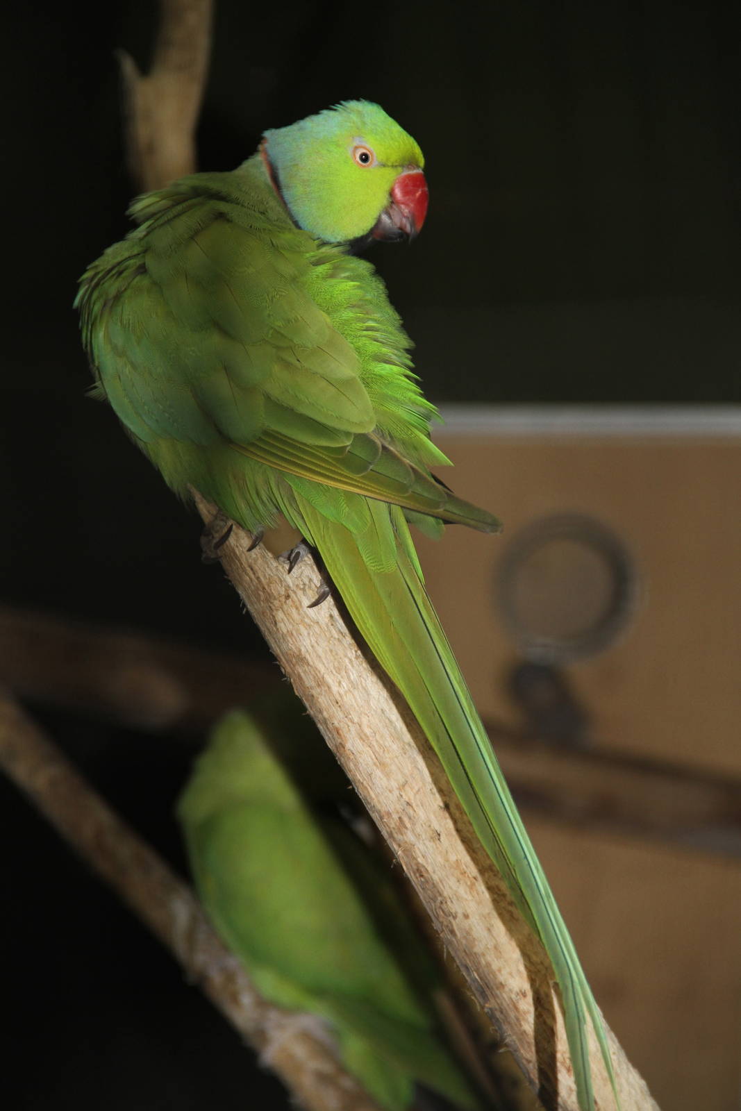 Rose-ringed Parakeet (Psittacula krameri)