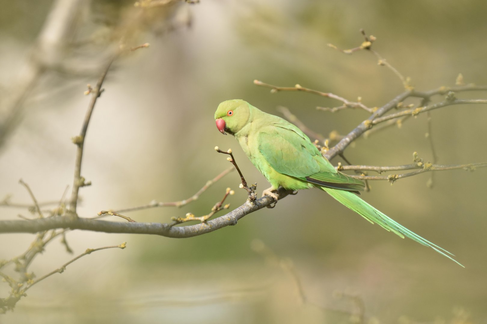 Rose-ringed parakeet (Psittacula krameri)