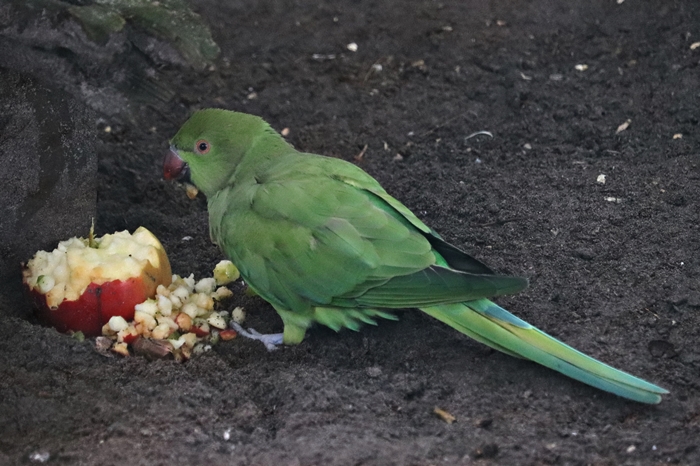 Rose-ringed parakeet (Psittacula krameri)