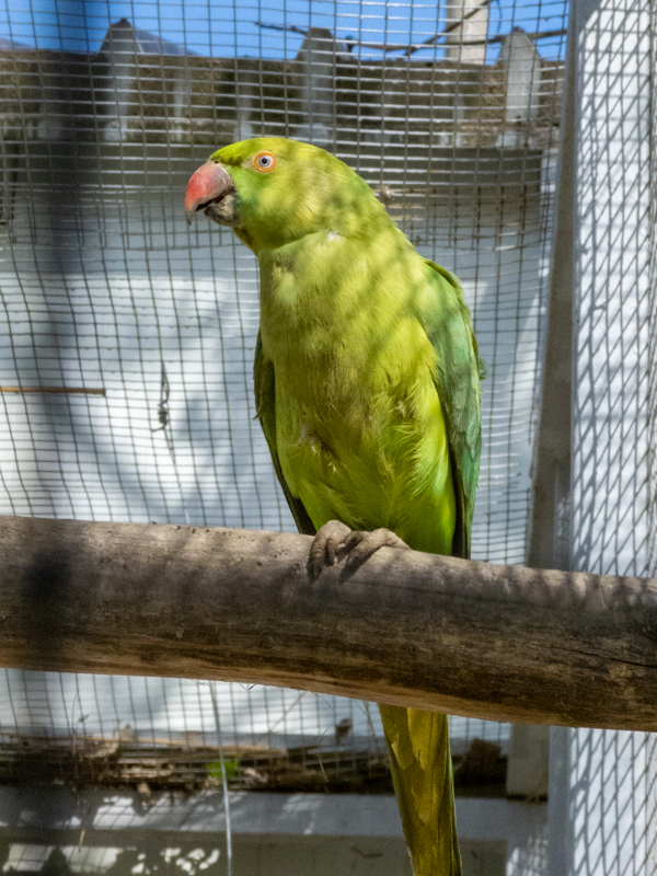 Rose-ringed parakeet / Psittacula krameri
