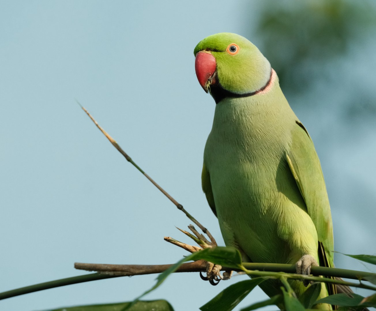 Rose-ringed Parakeet (Psittacula krameri)