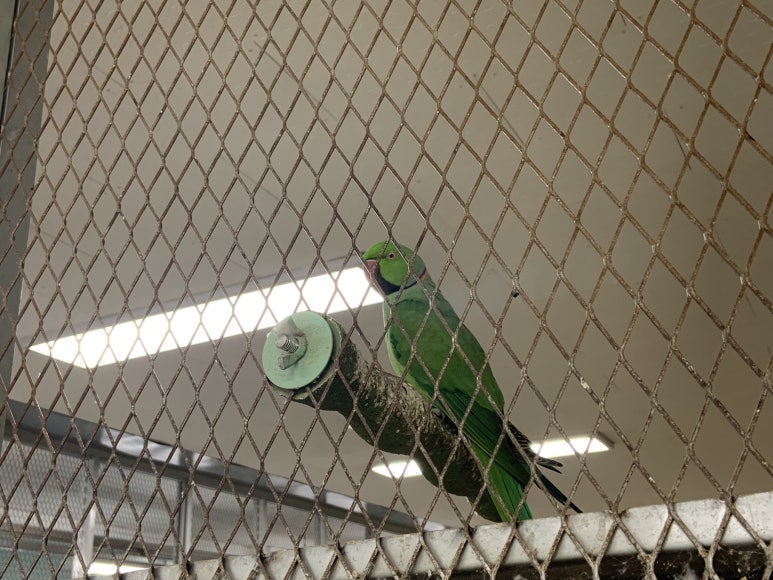 Rose-ringed parakeet (Psittacula krameri)