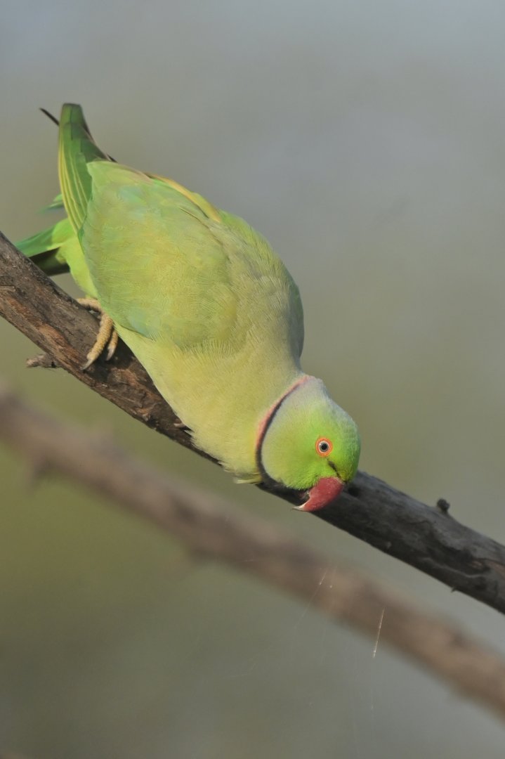 Rose-ringed Parakeet Psittacula krameri