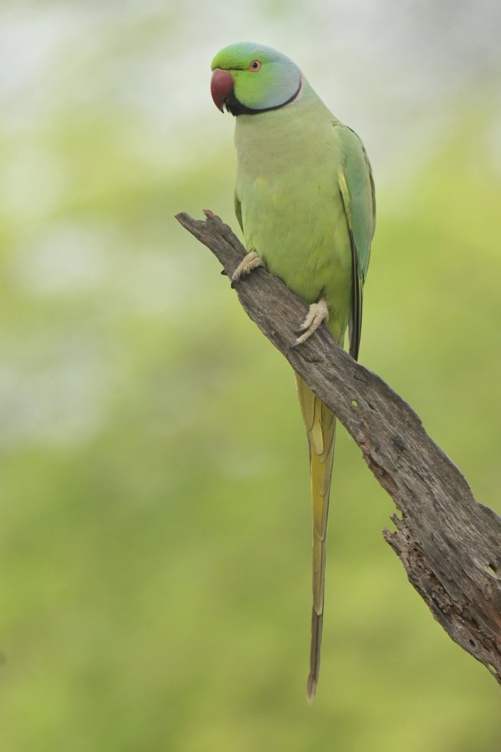 Rose-ringed Parakeet Psittacula krameri