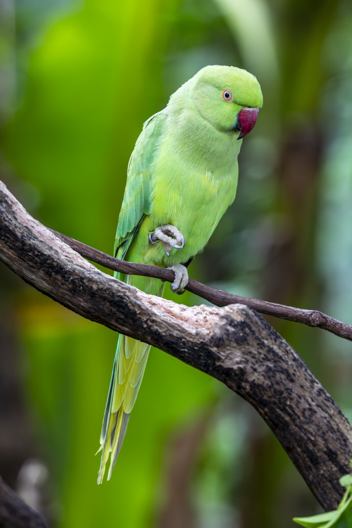 rose-ringed parakeet (Psittacula krameri)