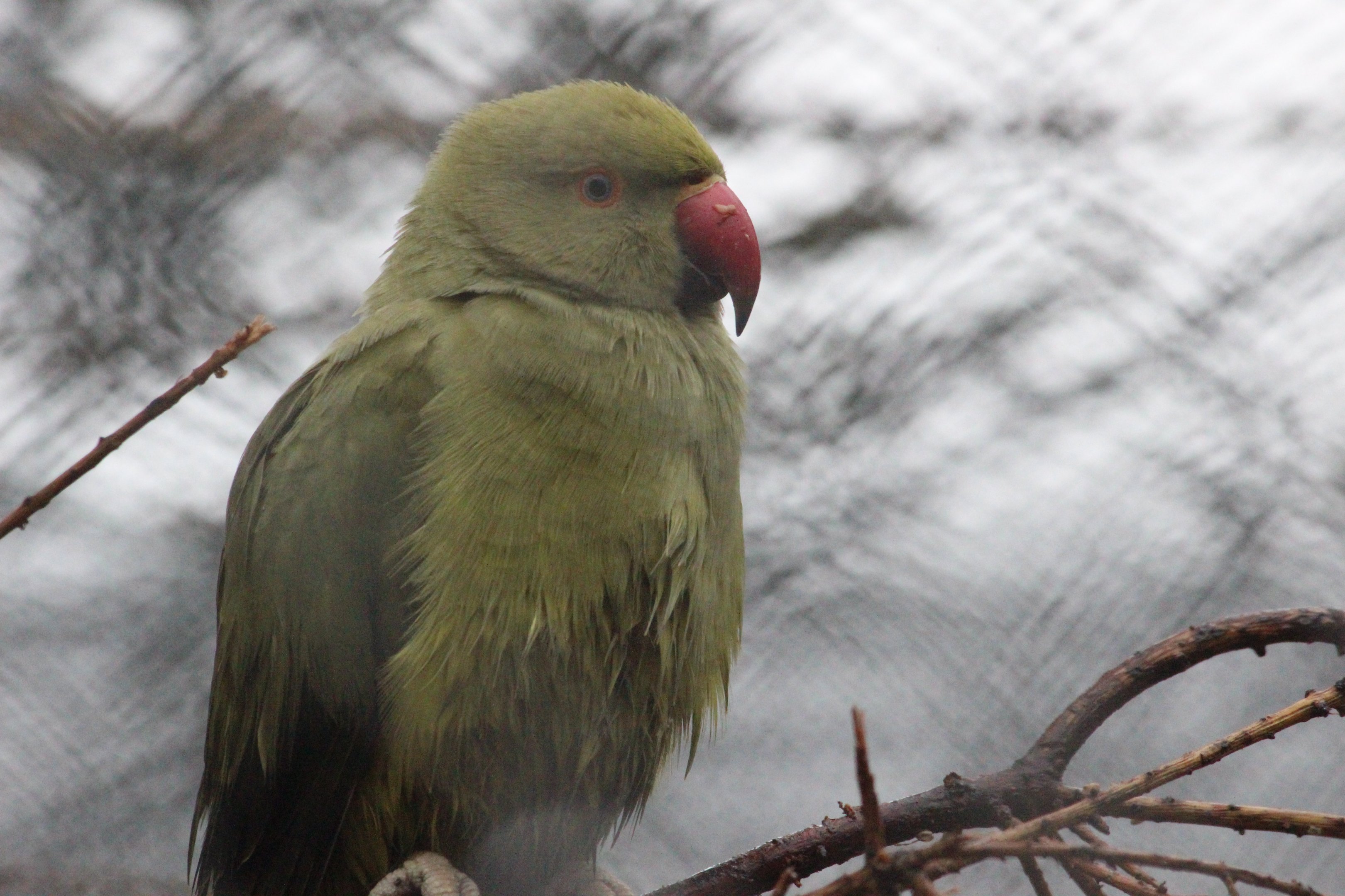 Rose-ringed Parakeet, Queen Elizabeth Park Aviary (Masterton)