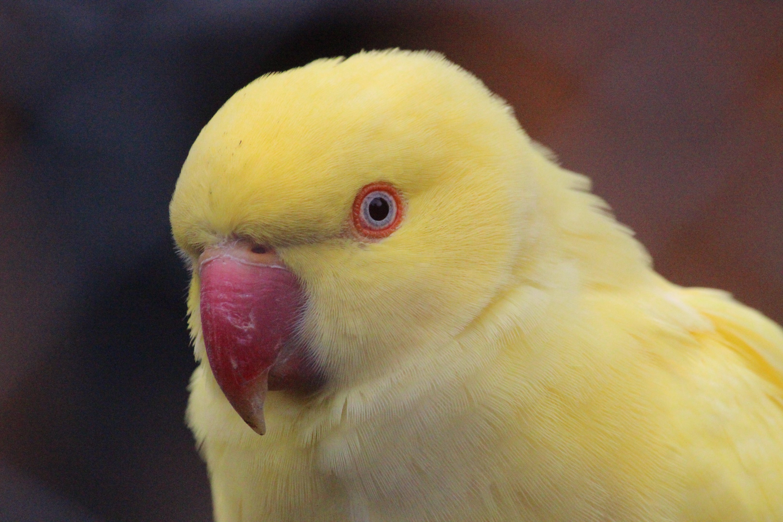Rose-ringed Parakeet, Queen Elizabeth Park Aviary (Masterton)