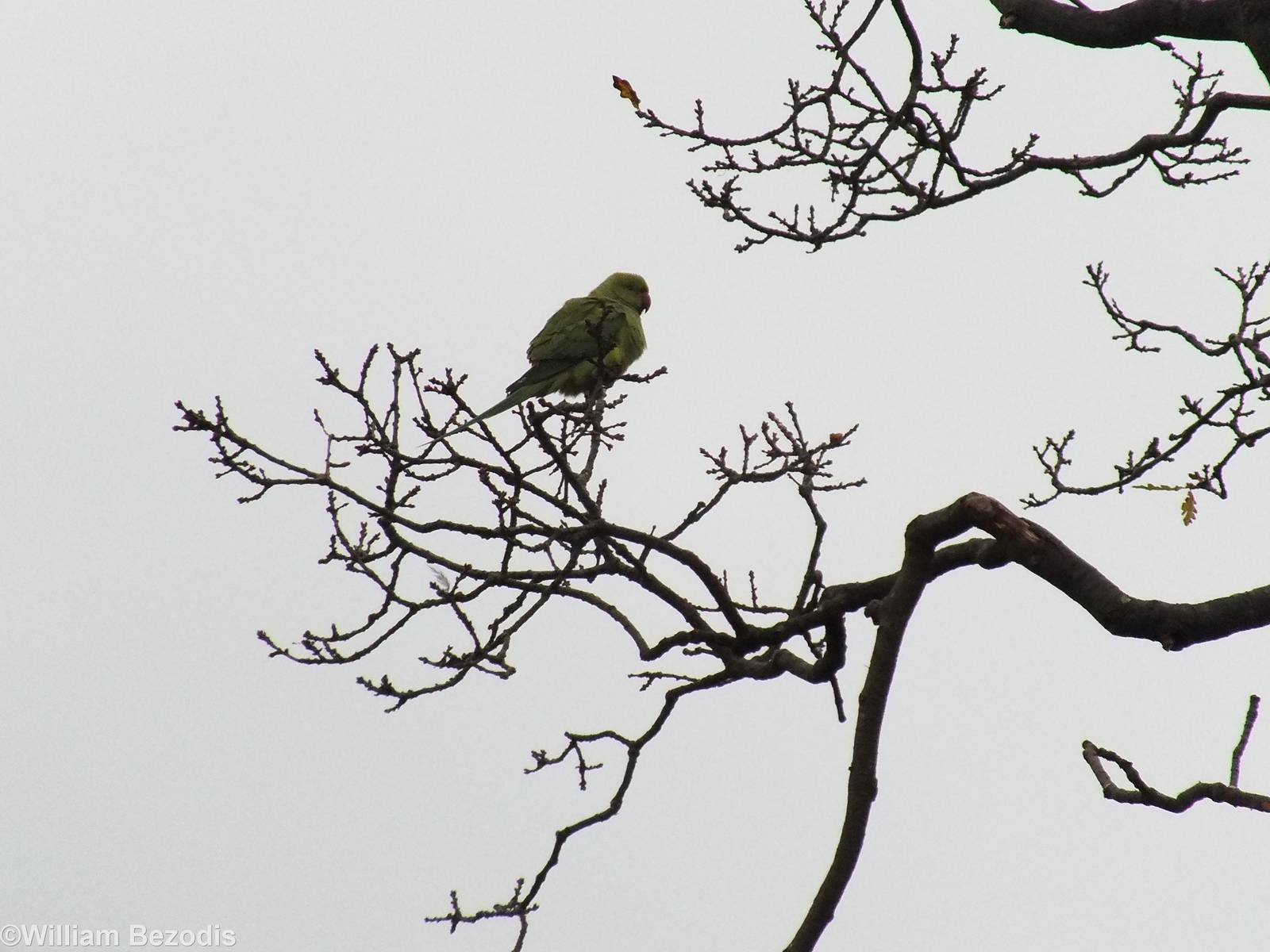 Rose-ringed Parakeet - Richmond Park