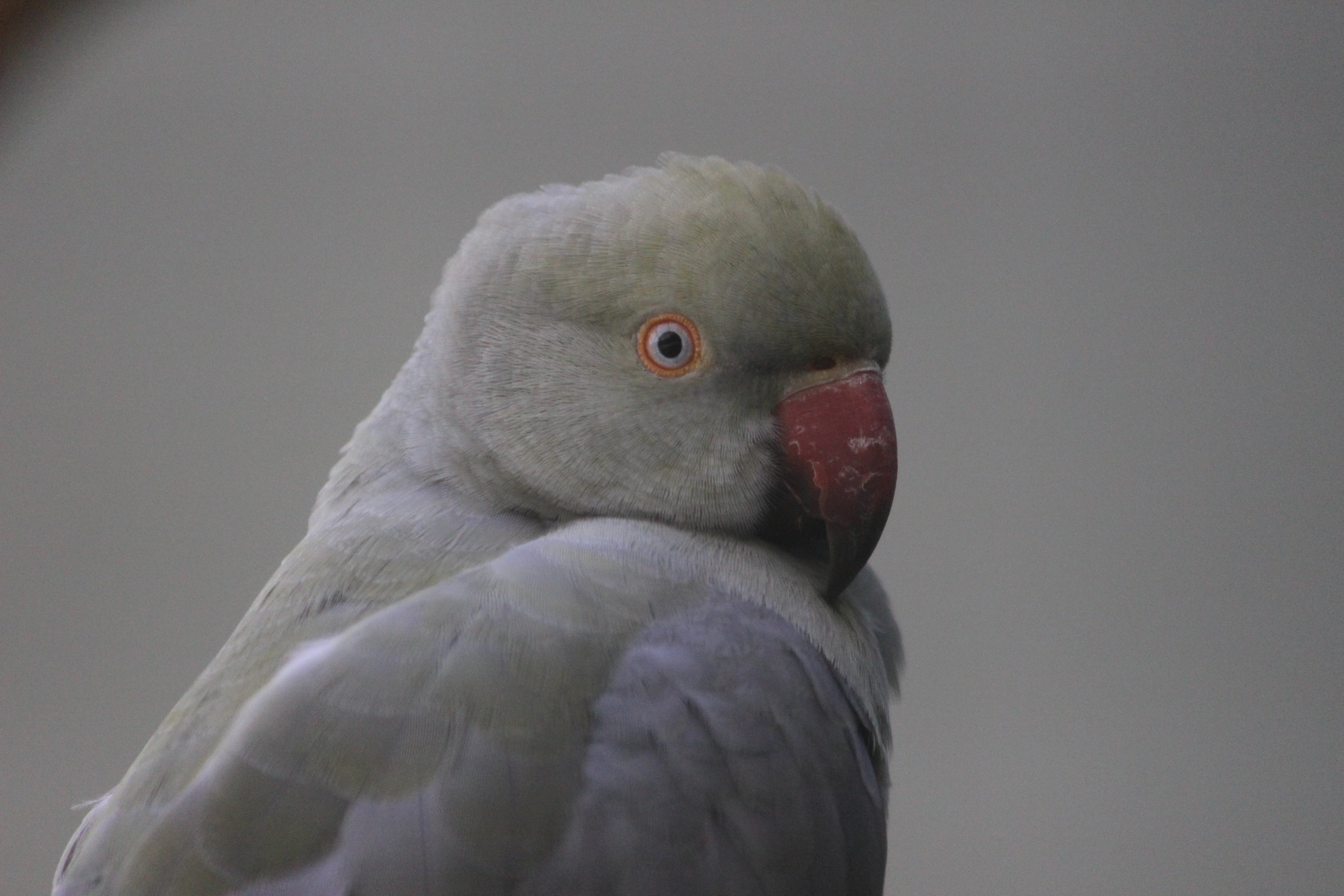 Rose-ringed Parakeet, Riddiford Garden Aviary
