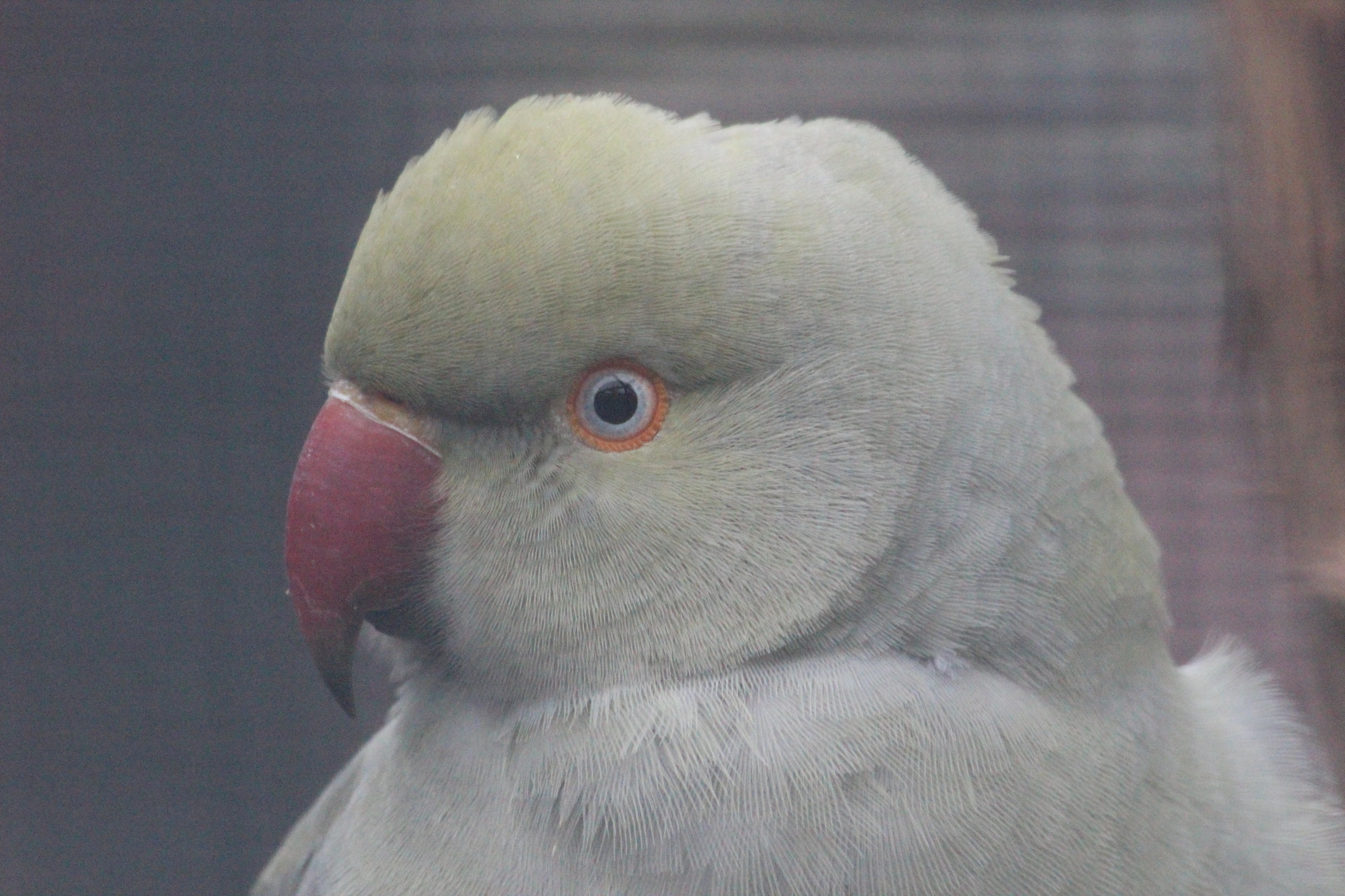 Rose-ringed Parakeet, Riddiford Garden Aviary