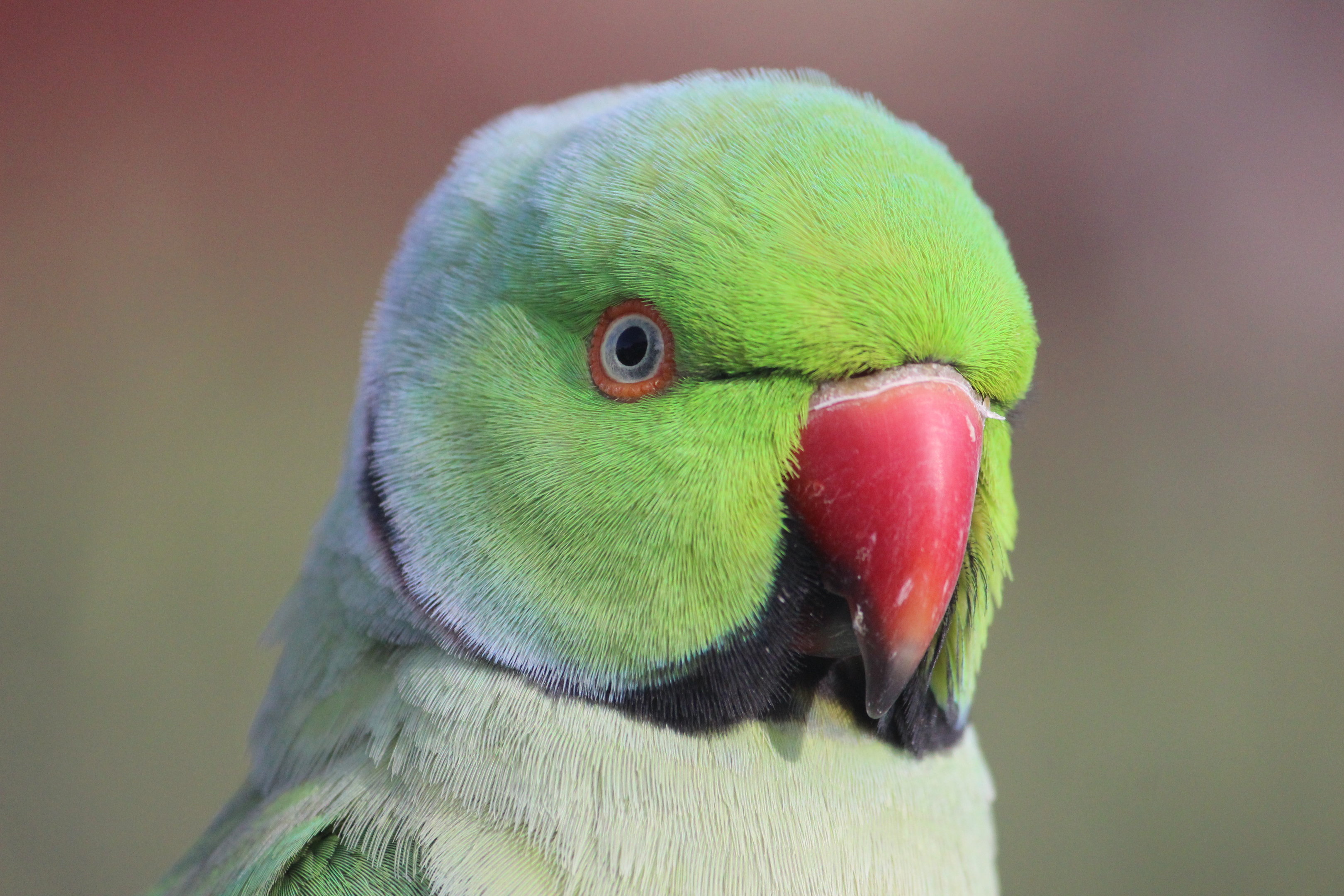 Rose-ringed Parakeet, Virginia Lake Aviary