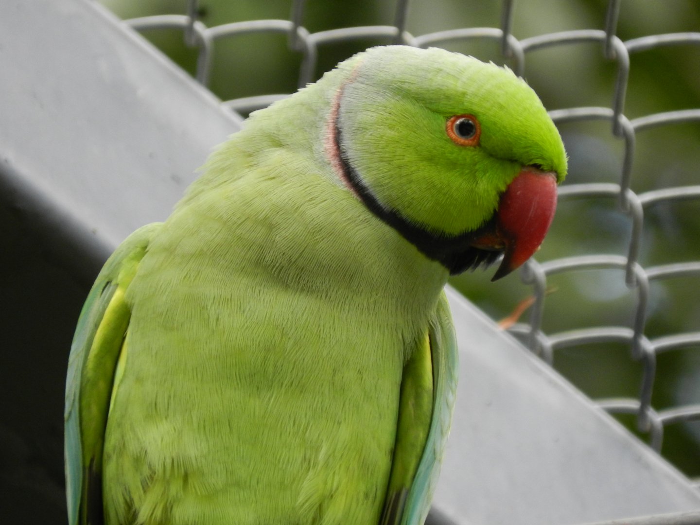 Rose-ringed parakeet (Walkthrough aviary) - Belo Horizonte zoo
