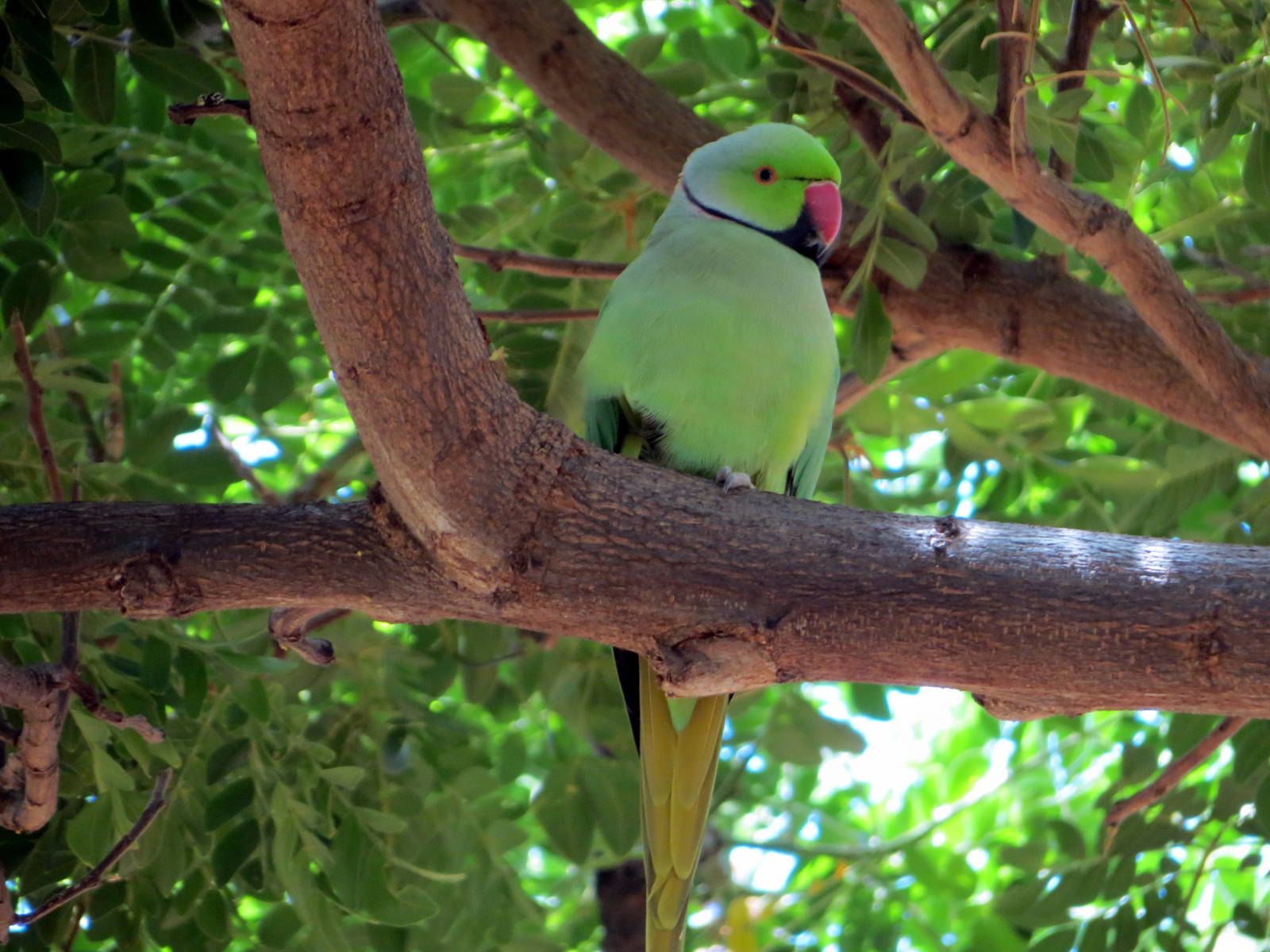 Rose-ringed Parakeet