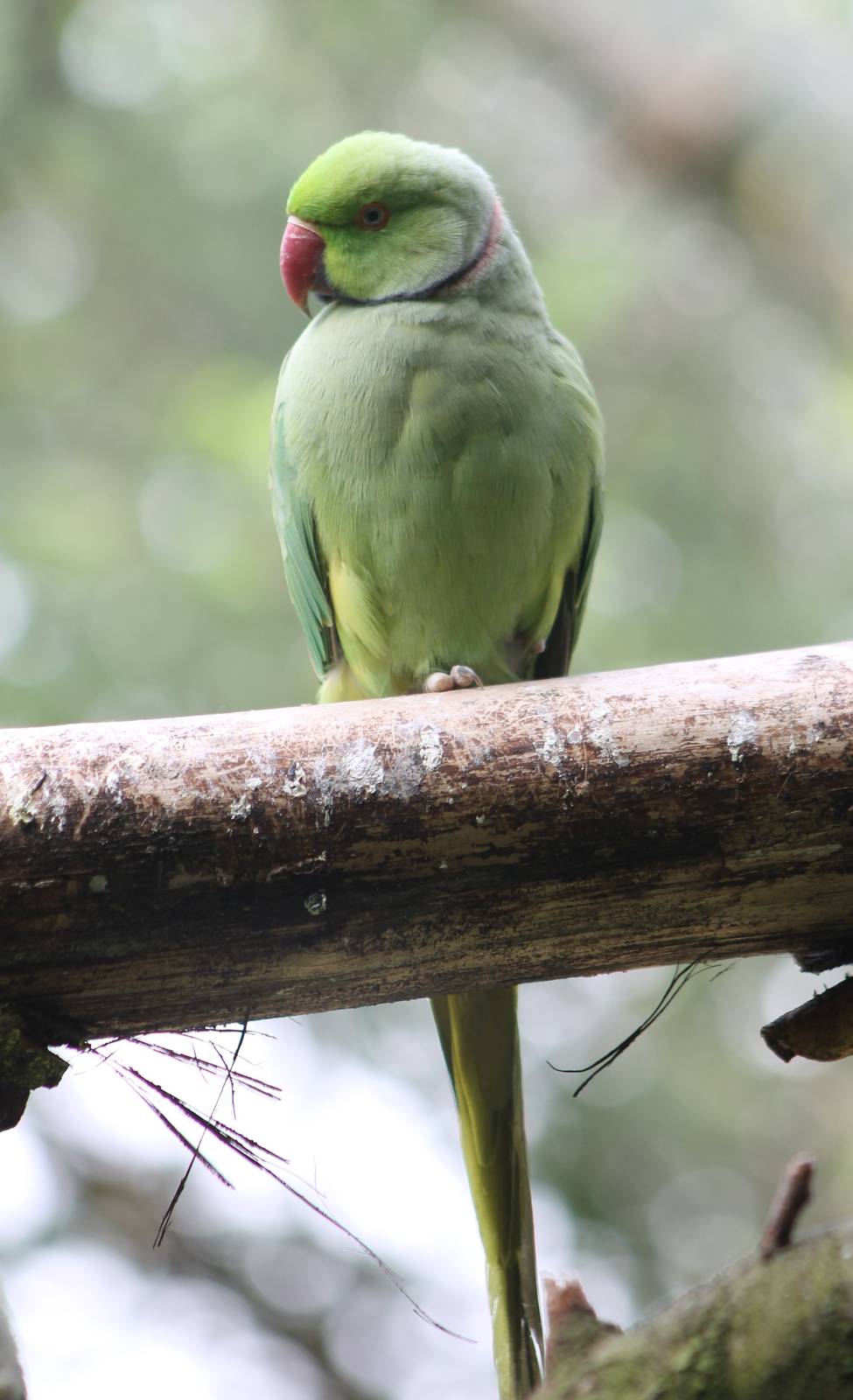 Rose-ringed parakeet