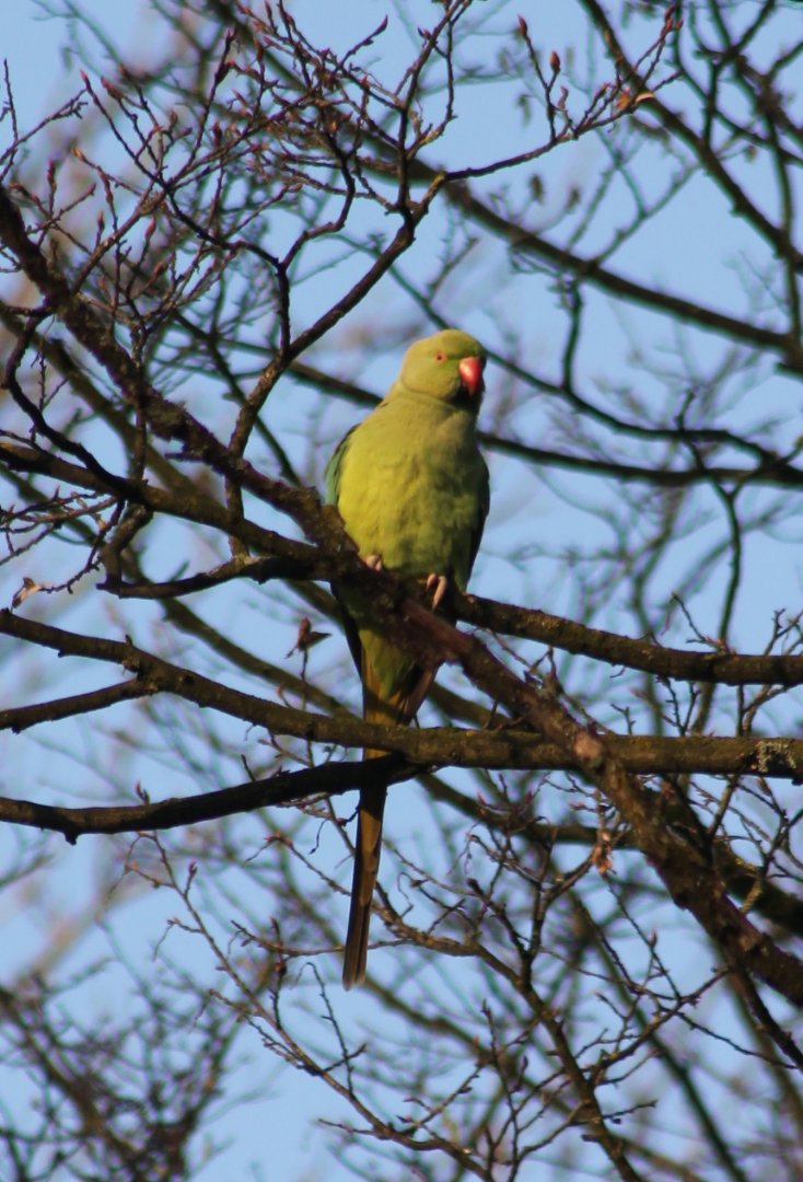 Rose-ringed parakeet