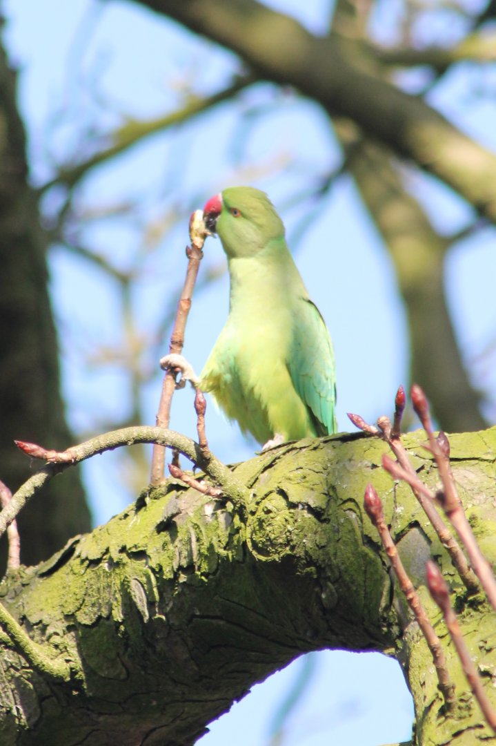 Rose-ringed parakeet