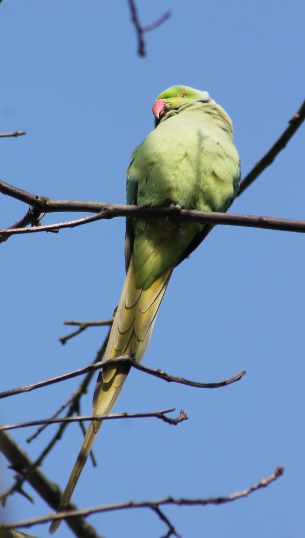 Rose-ringed parakeet