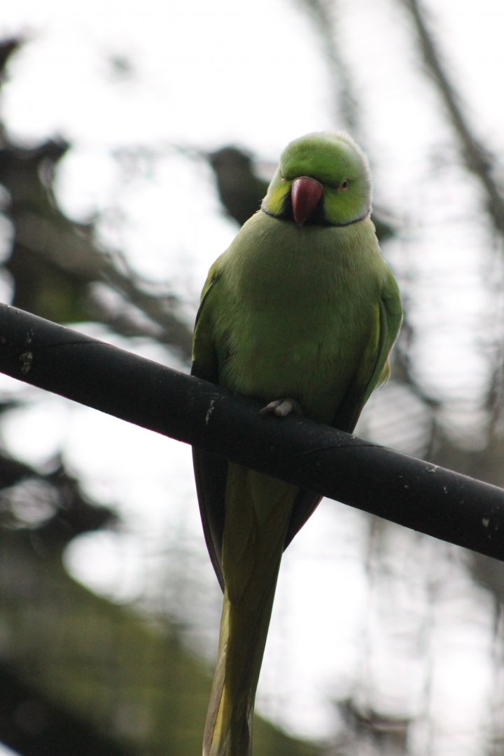 Rose-ringed parakeet