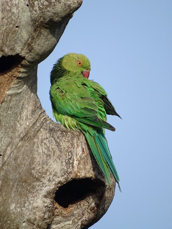 Rose-ringed parakeet
