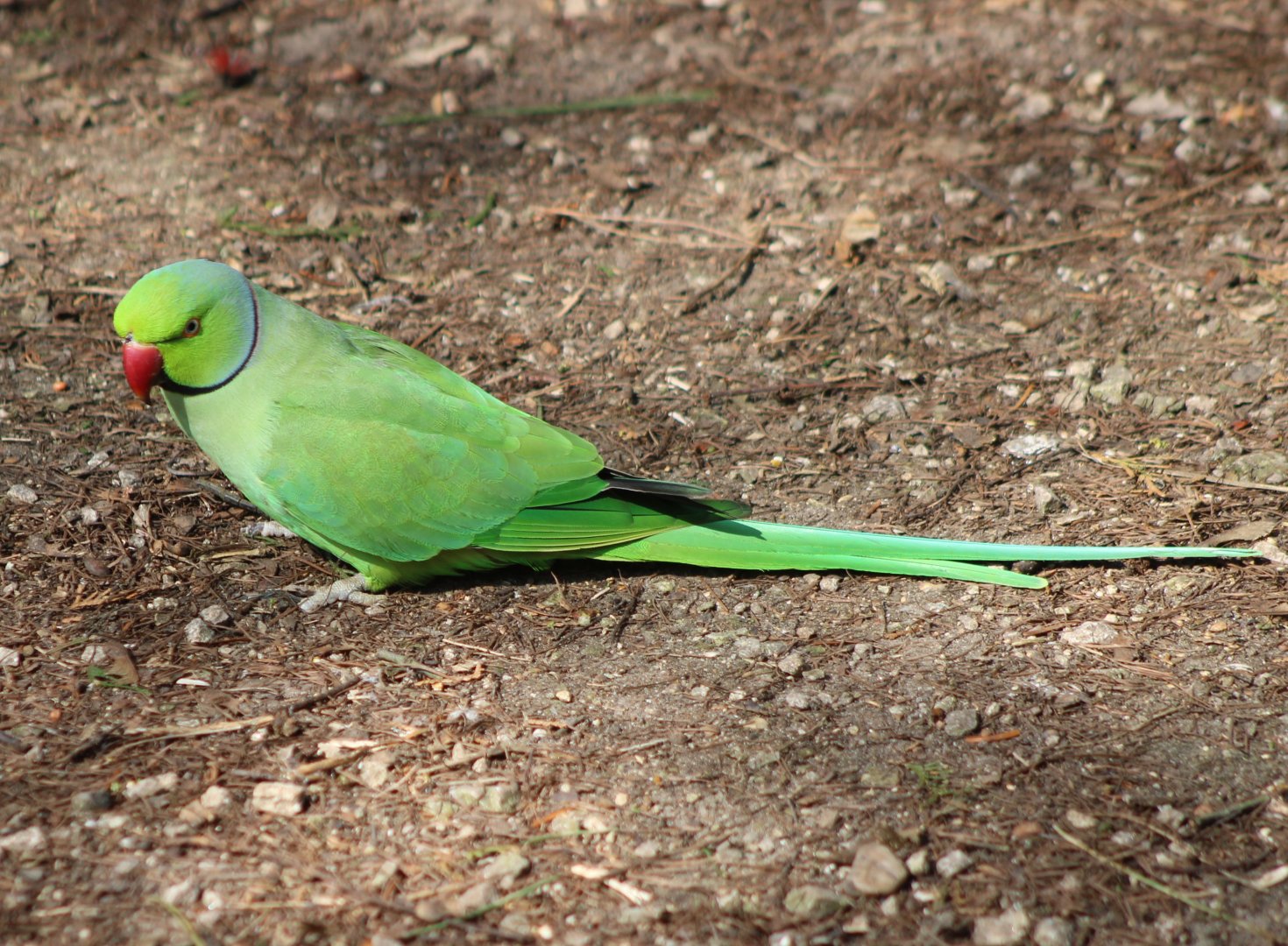 Rose-ringed parakeet