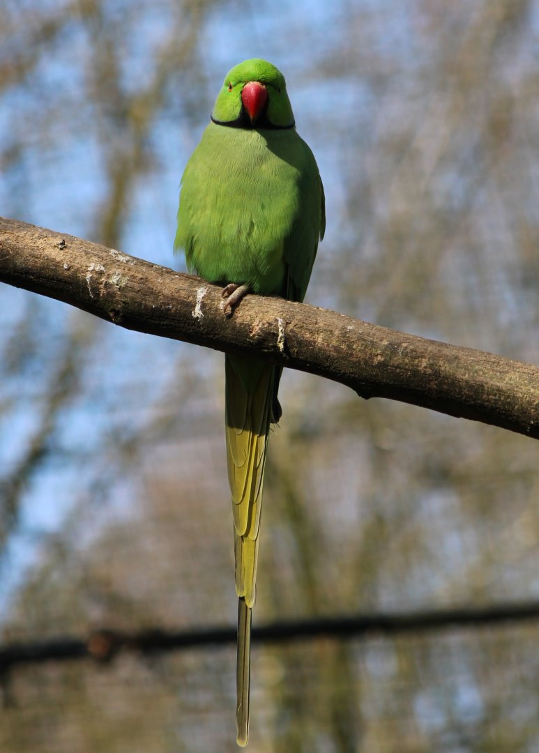 Rose-ringed parakeet