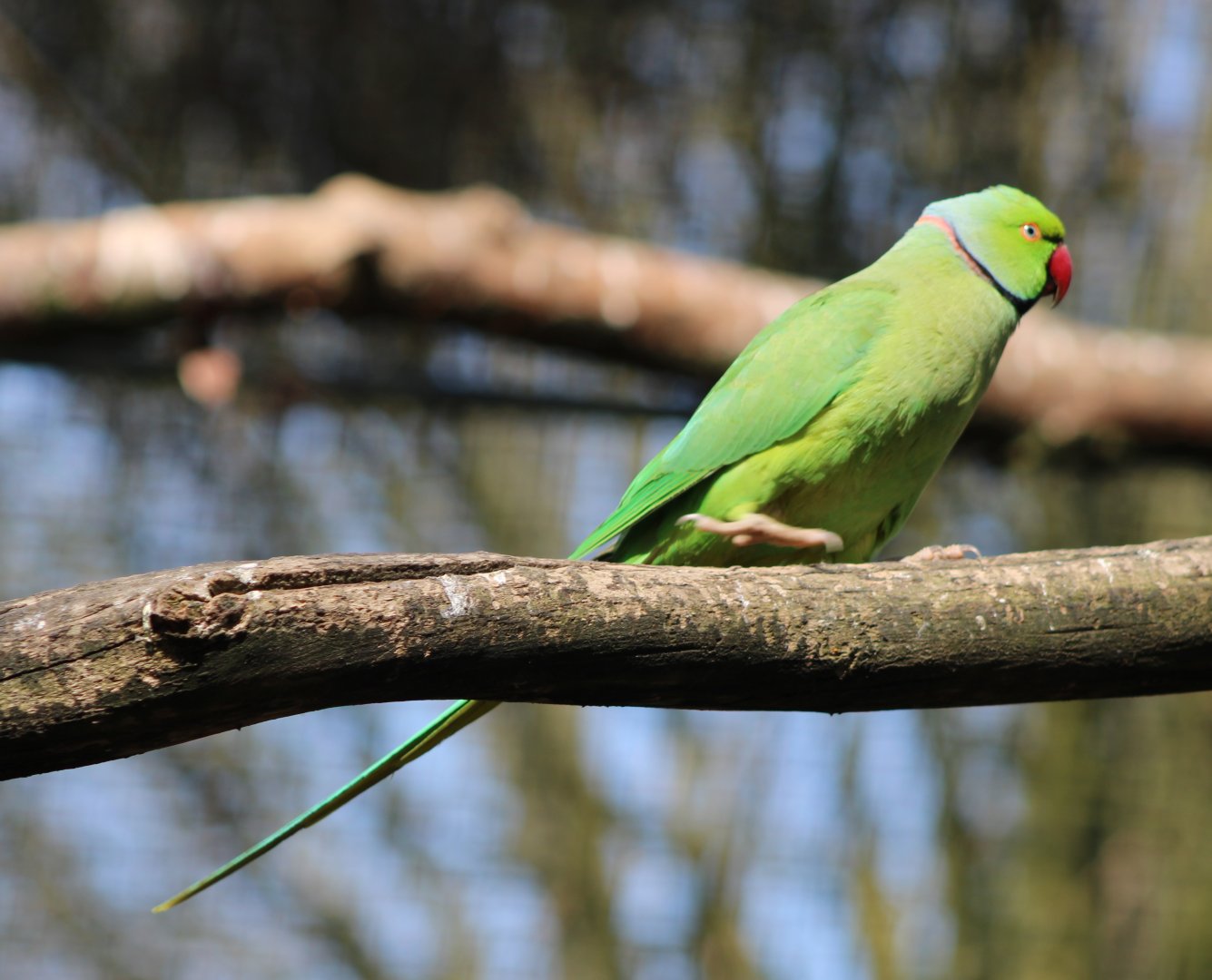 Rose-ringed parakeet