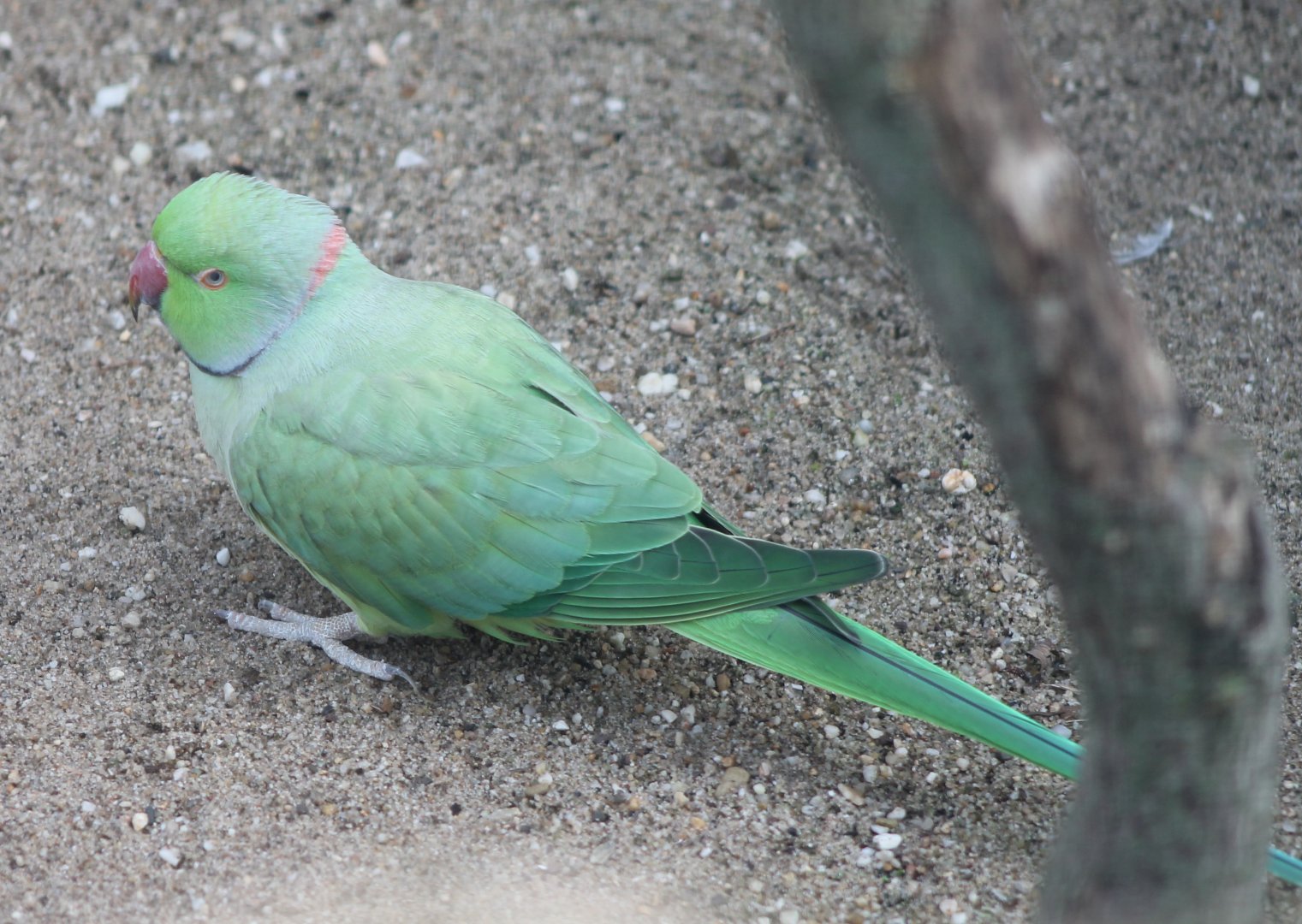 Rose-ringed parakeet