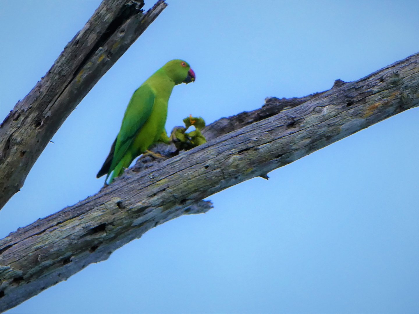 Rose-ringed Parakeet