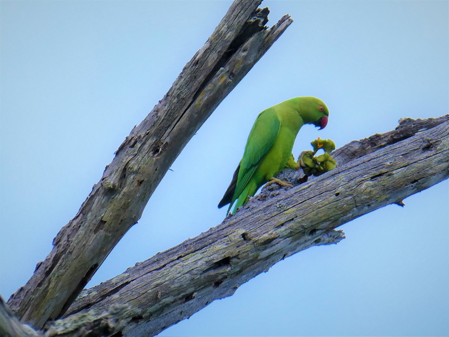 Rose-ringed Parakeet