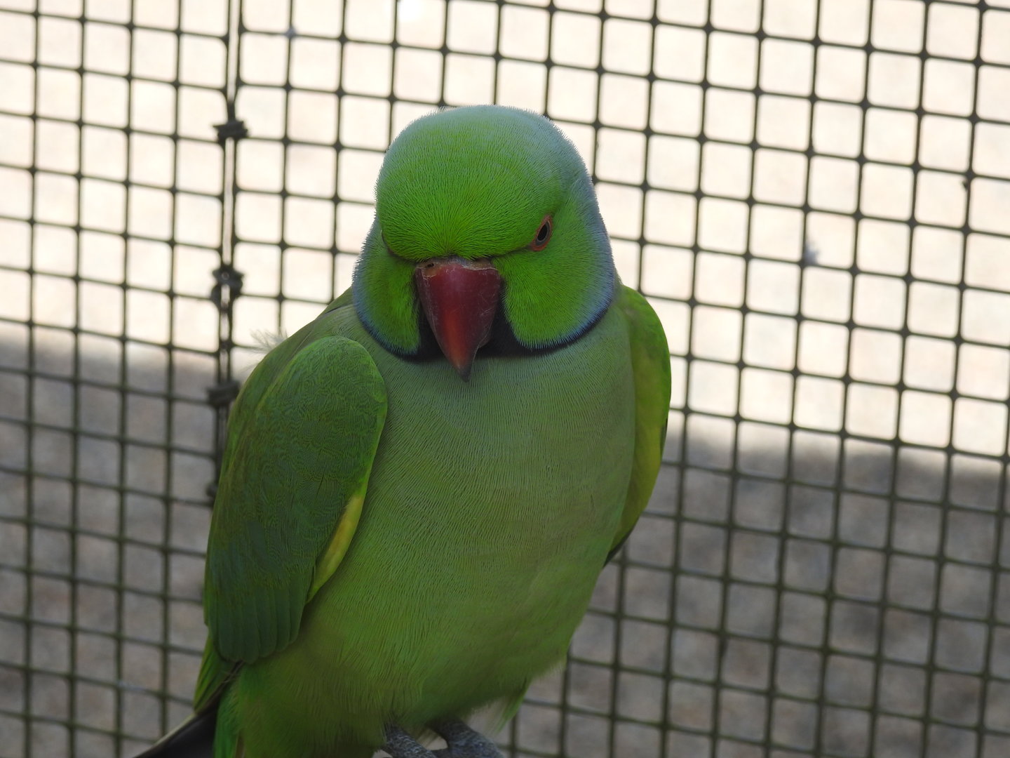 Rose-Ringed Parakeet