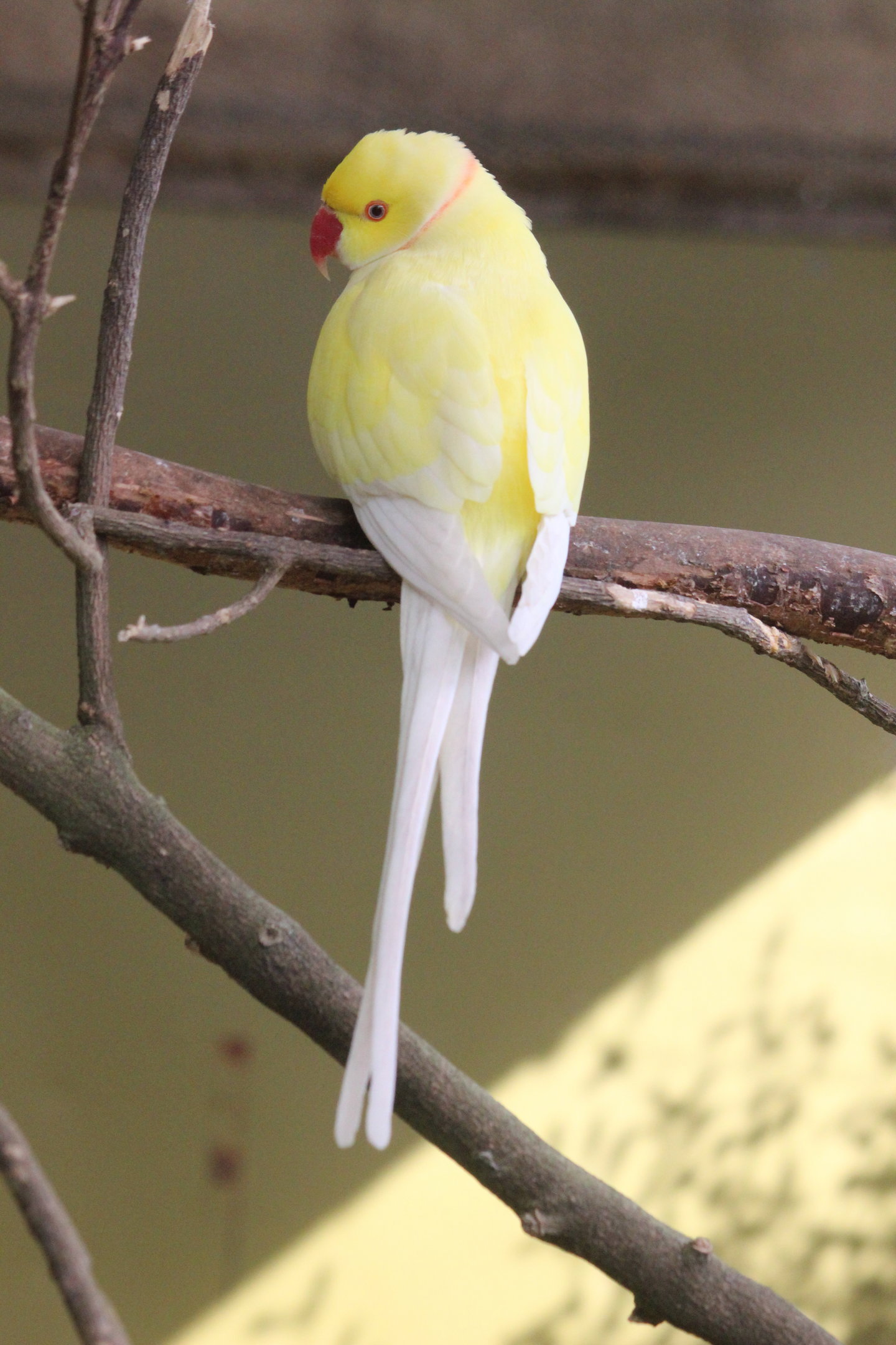Rose-ringed Parakeet