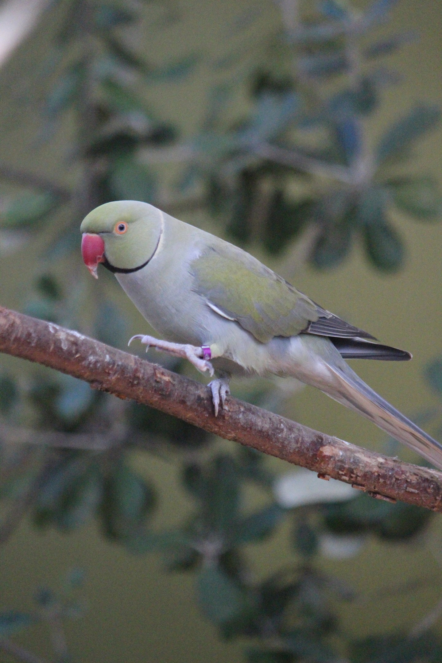 Rose-ringed Parakeet