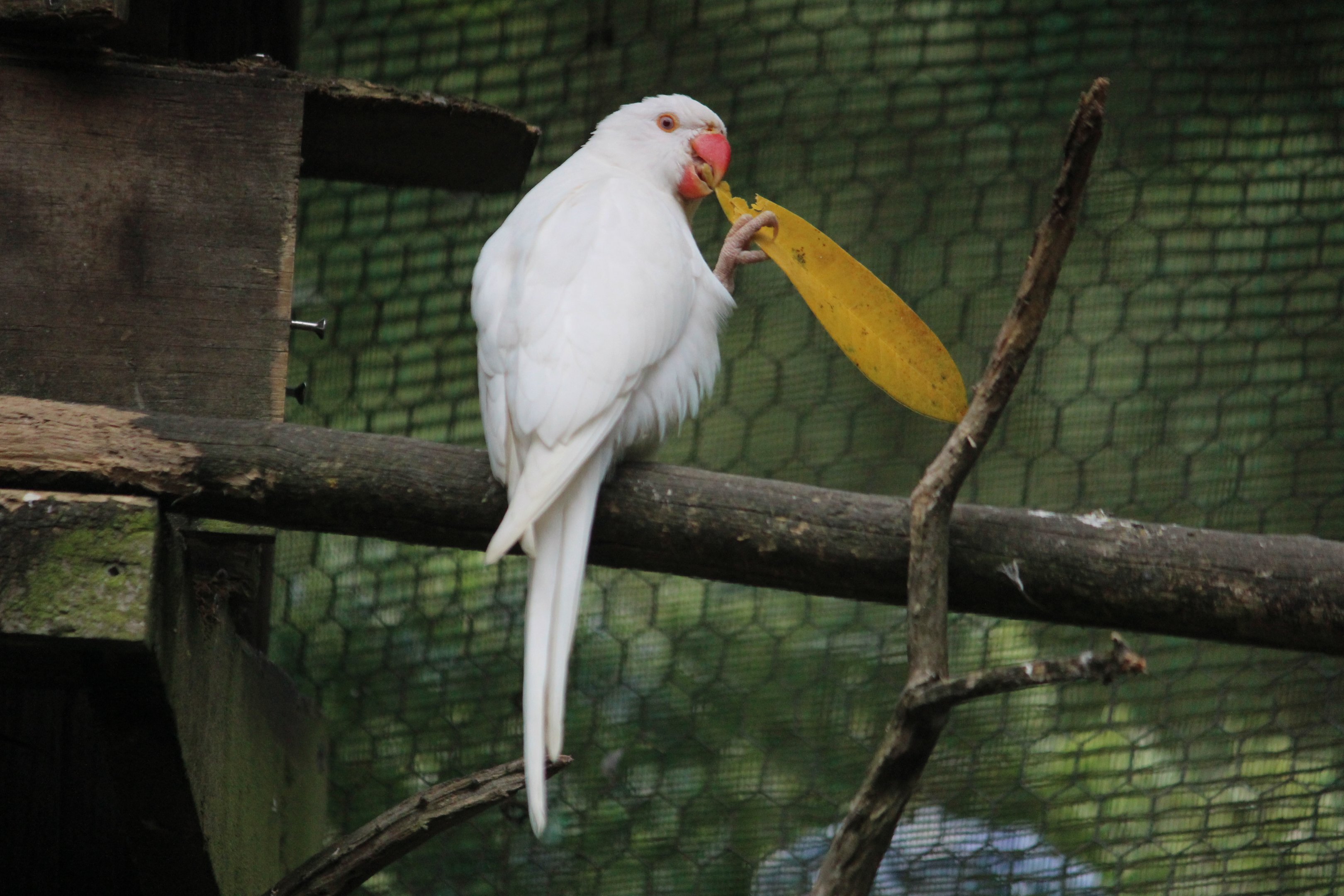 Rose-ringed Parakeet