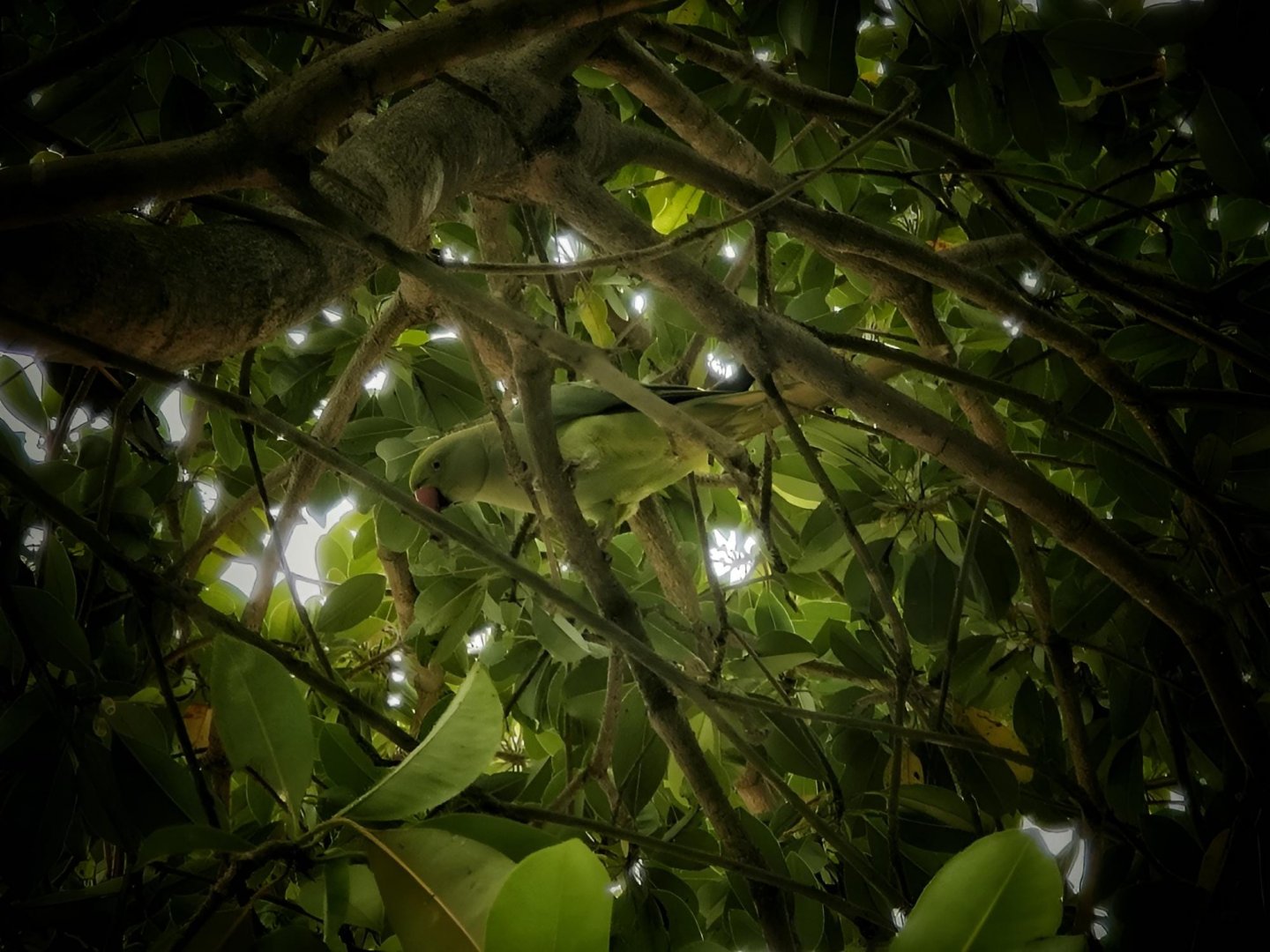 Rose-Ringed Parakeet