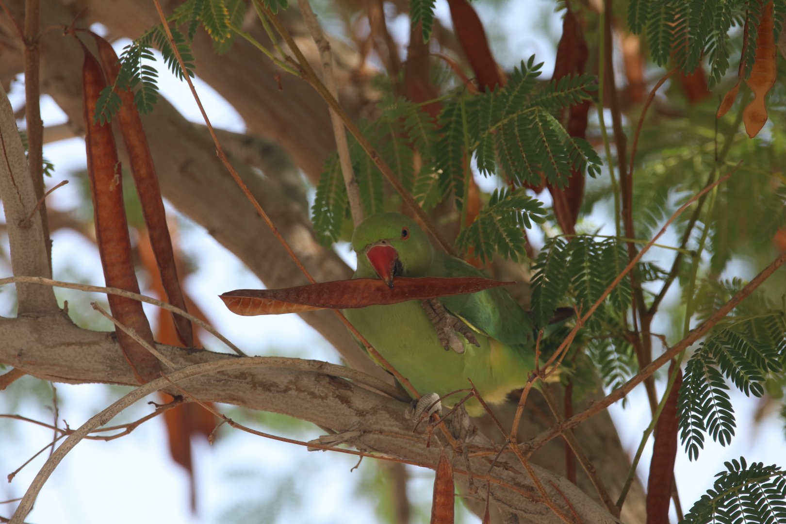 Rose-ringed Parakeet