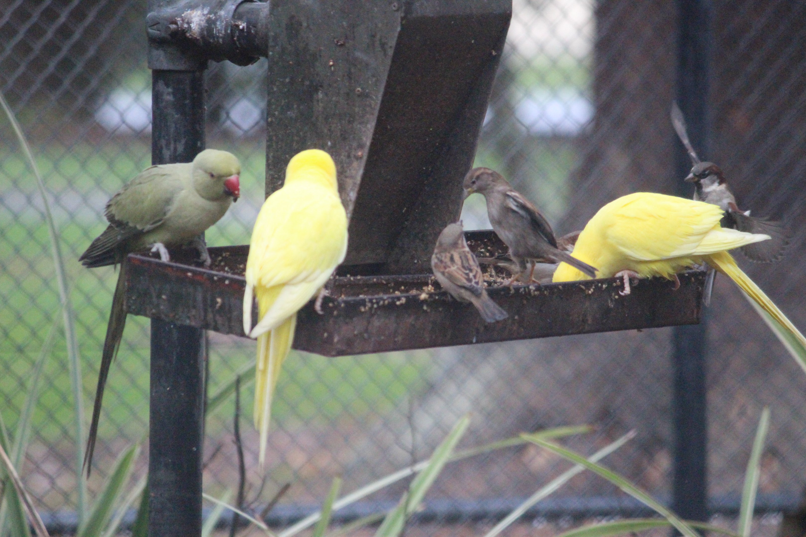 Rose-ringed parakeets and house sparrows, Queen Elizabeth Park Aviary (Masterton)
