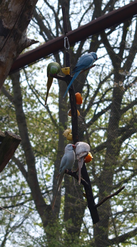 Rose-ringed parakeets feeding (May 2nd, 2015)