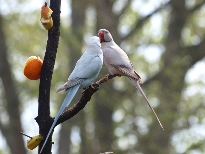 Rose-ringed parakeets (May 2nd, 2015)
