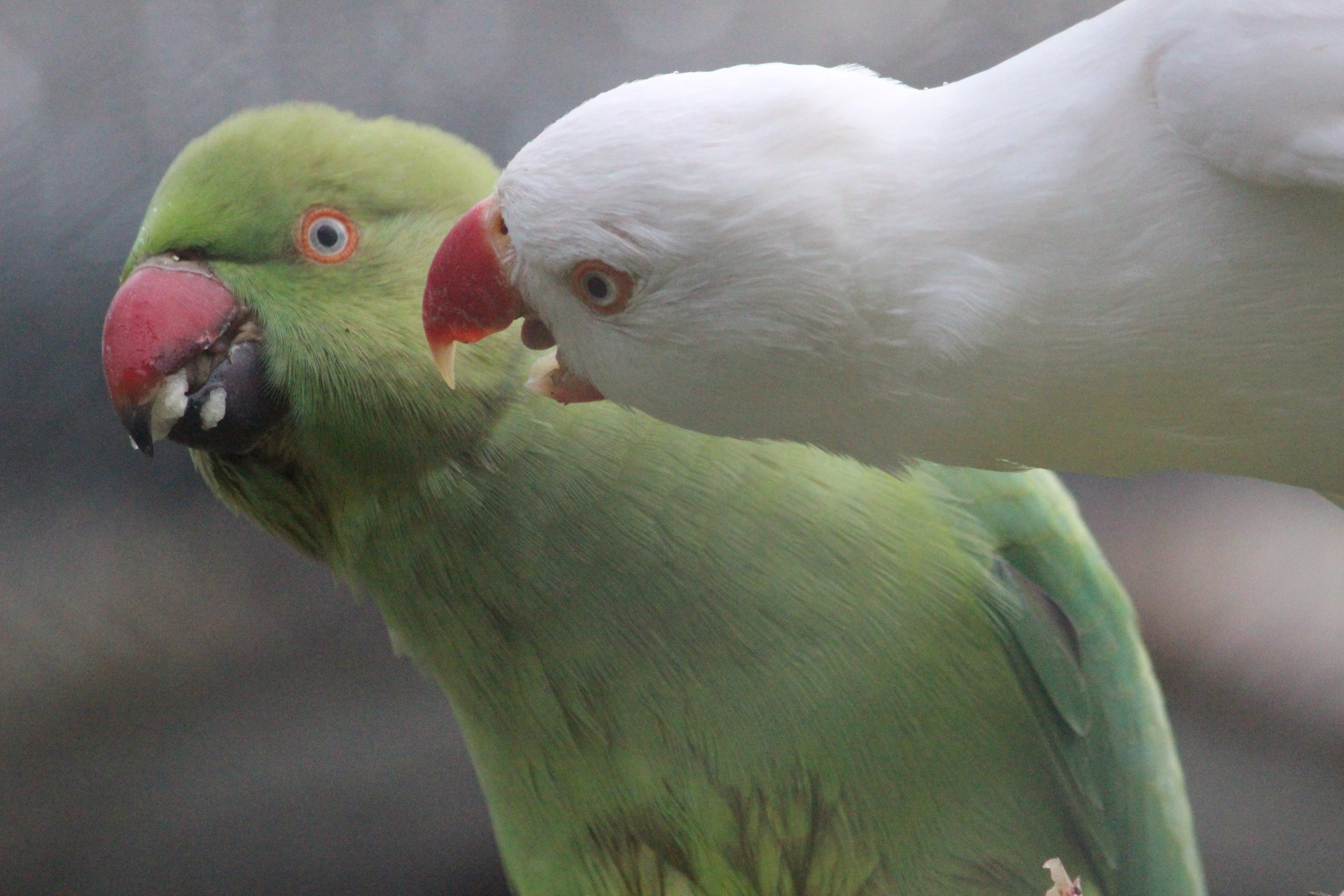 Rose-ringed parakeets, Queen Elizabeth Park Aviary (Masterton)