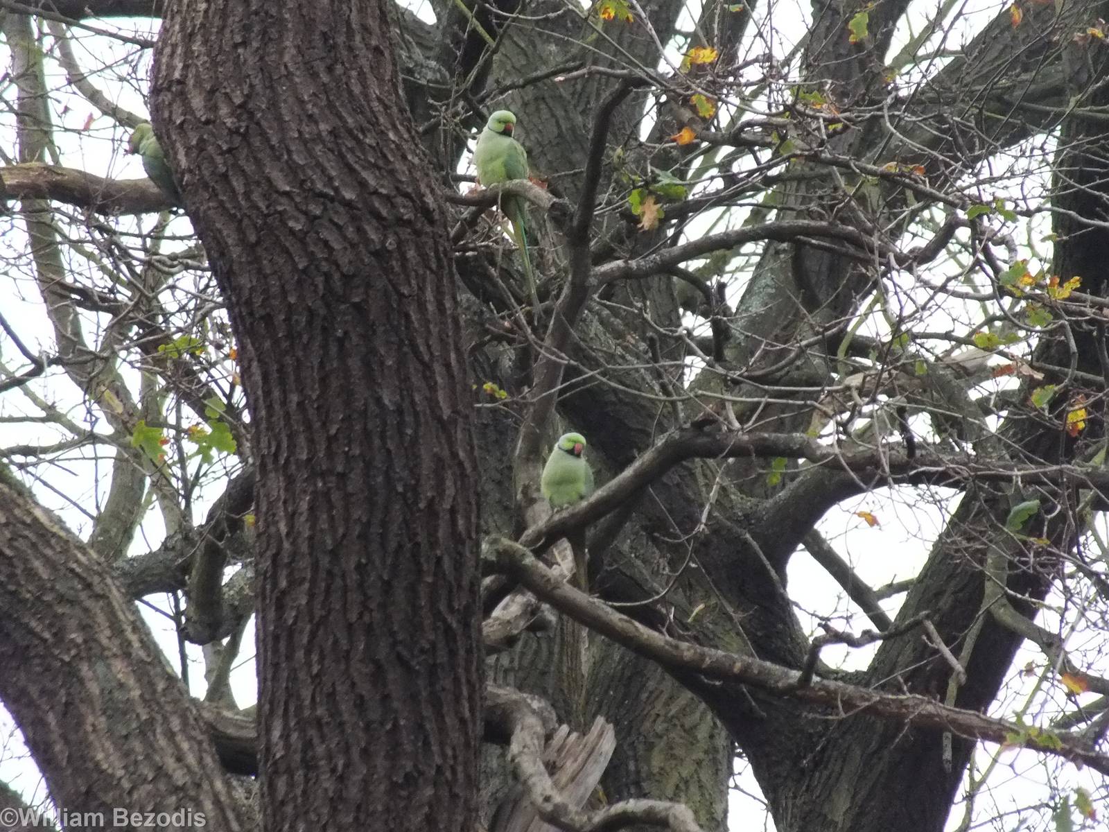 Rose-ringed Parakeets - Richmond Park