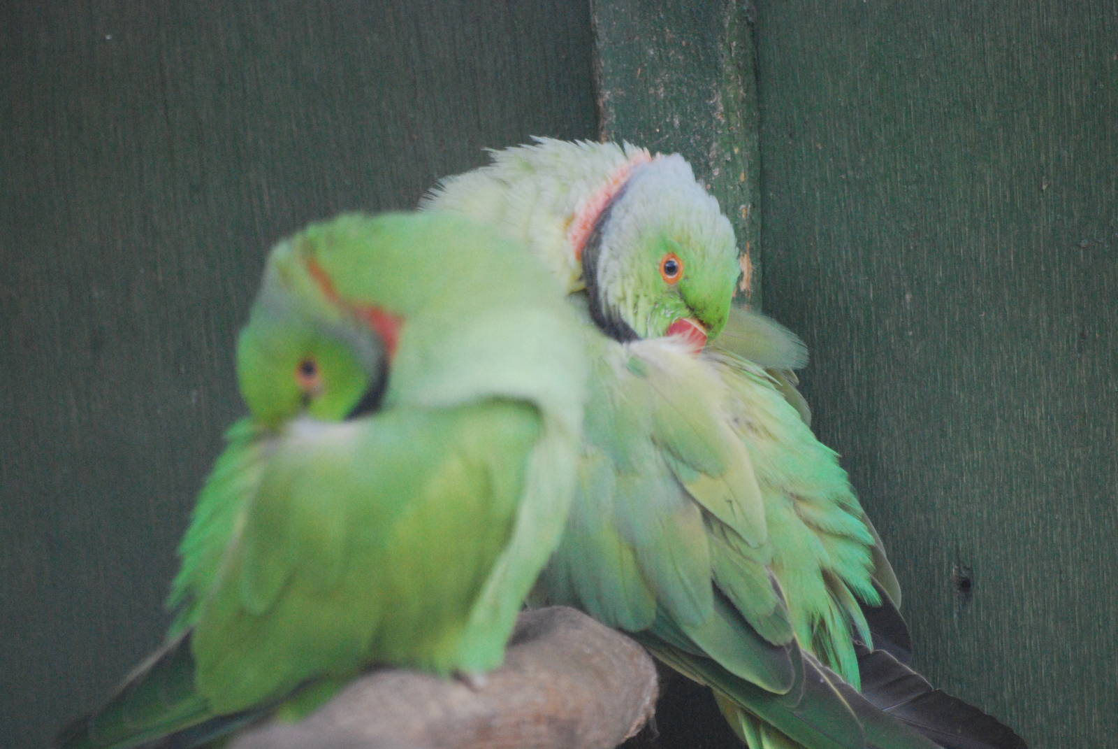 Rose-ringed parakeets