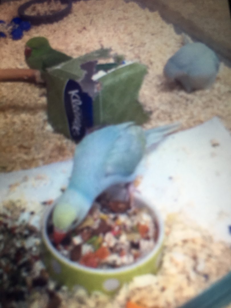 Rose-Ringed Parakeets?