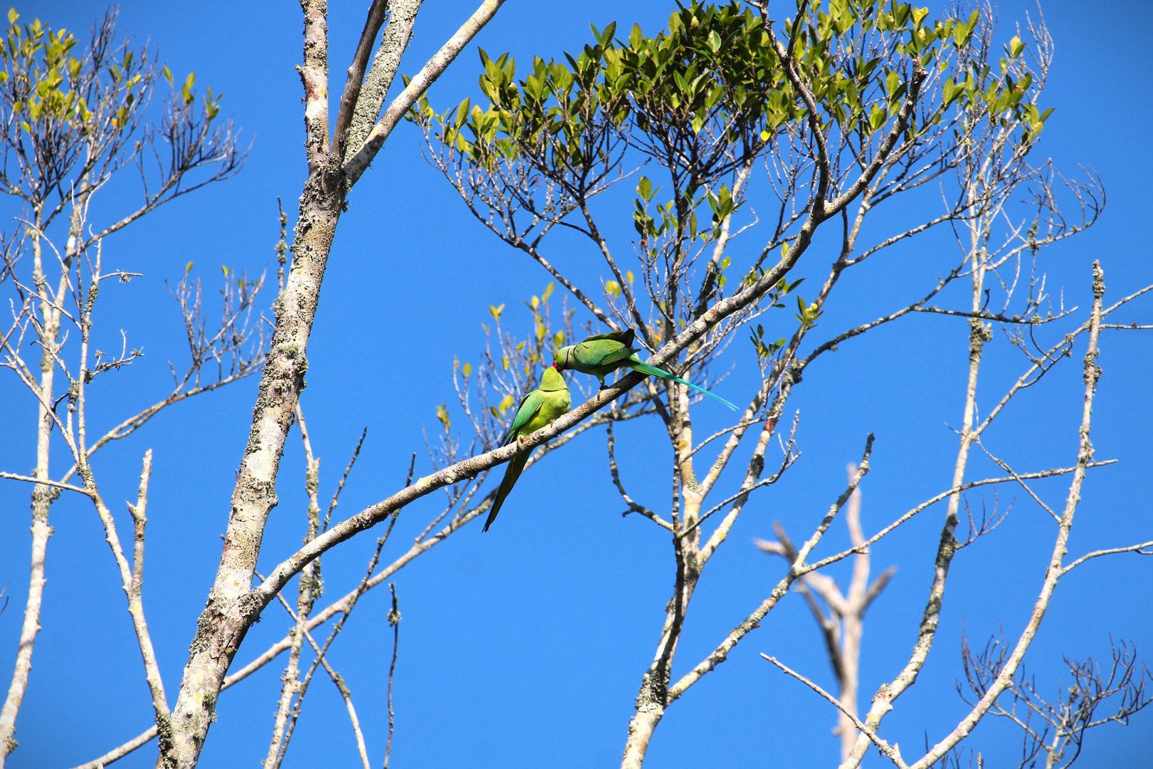 Rose-ringed Parakeets