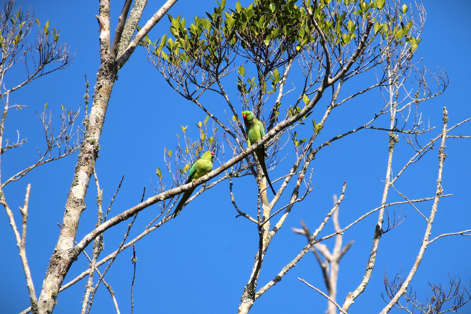 Rose-ringed Parakeets