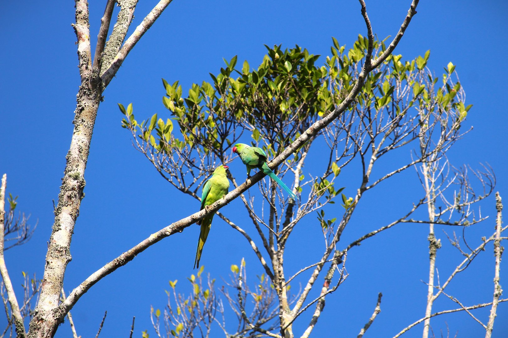 Rose-ringed Parakeets