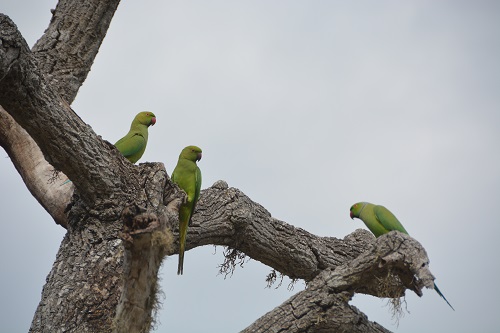Rose-ringed parrots