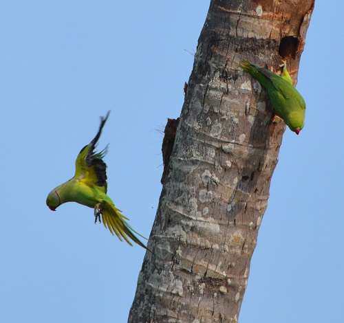 Rose-ringed parrots