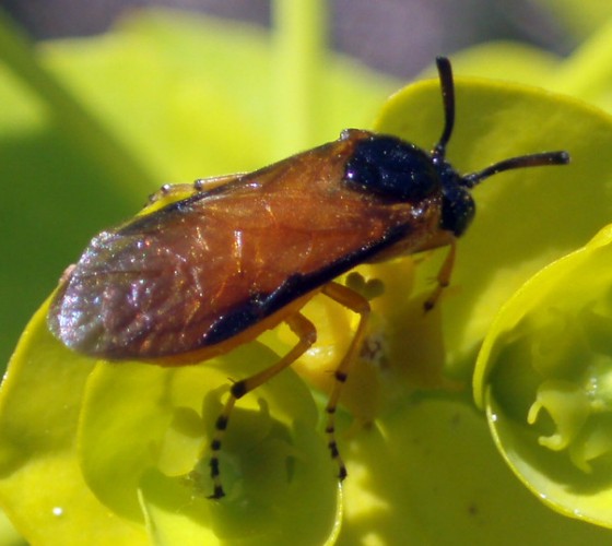 Rose Sawfly (Arge ochropus)