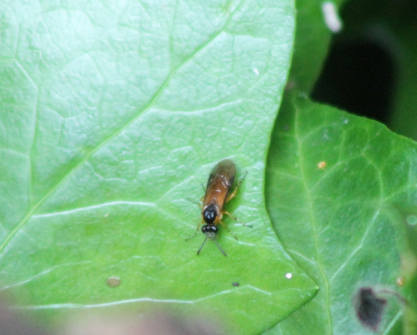 Rose sawfly - Arge ochropus