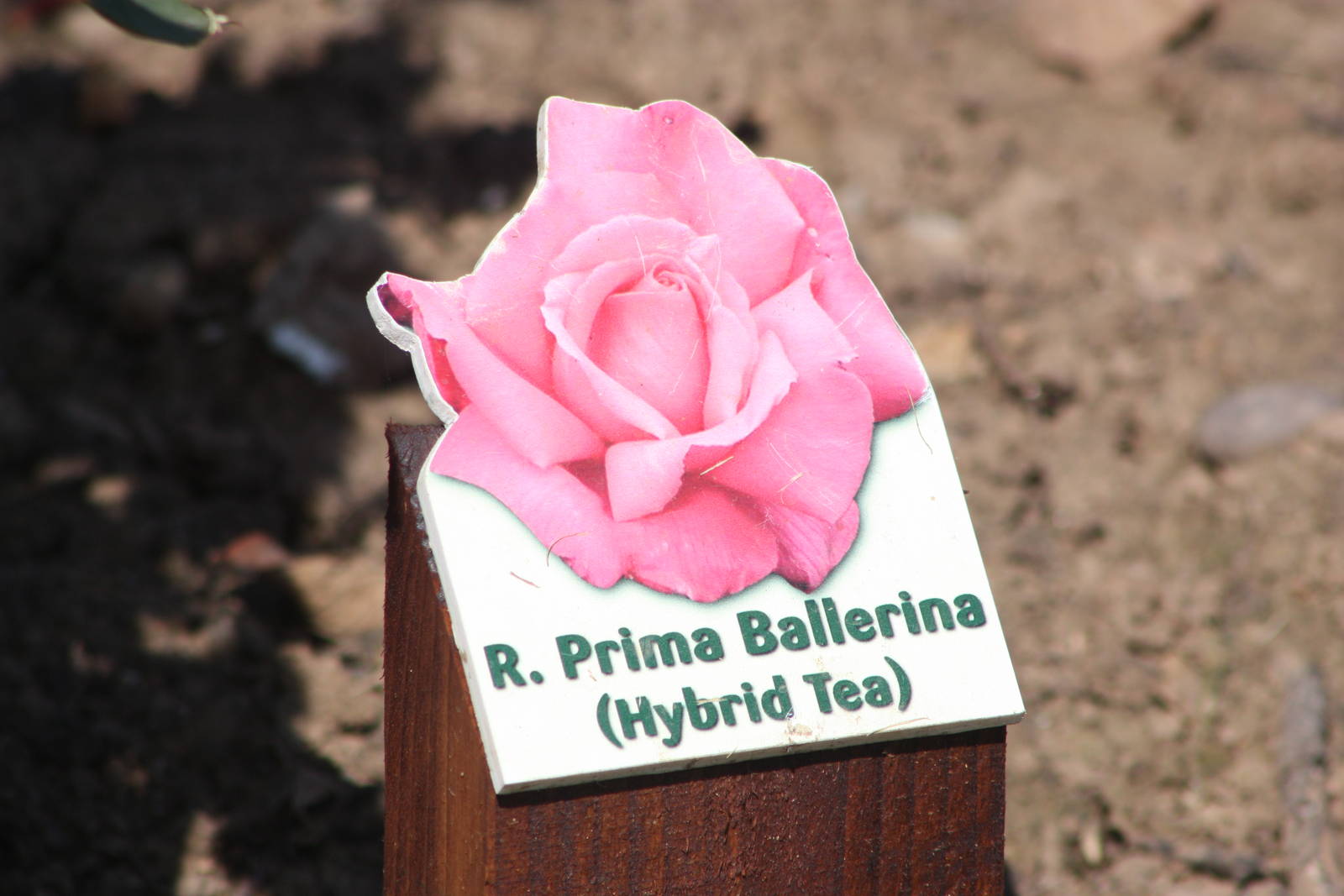 Rose signage, 24th July 2014